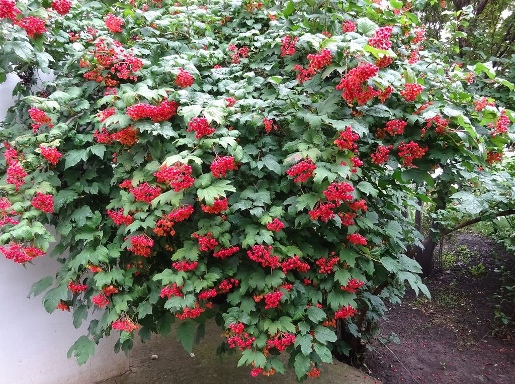Калина (Viburnum) 'Notcutt's Variety'