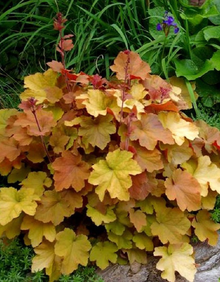 Гейхера (Heuchera) "Caramel"