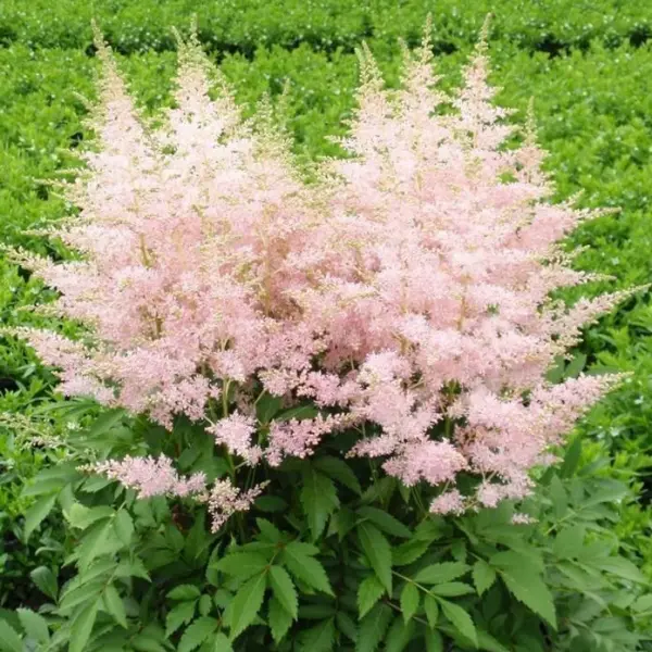 Younique Silvery Pink