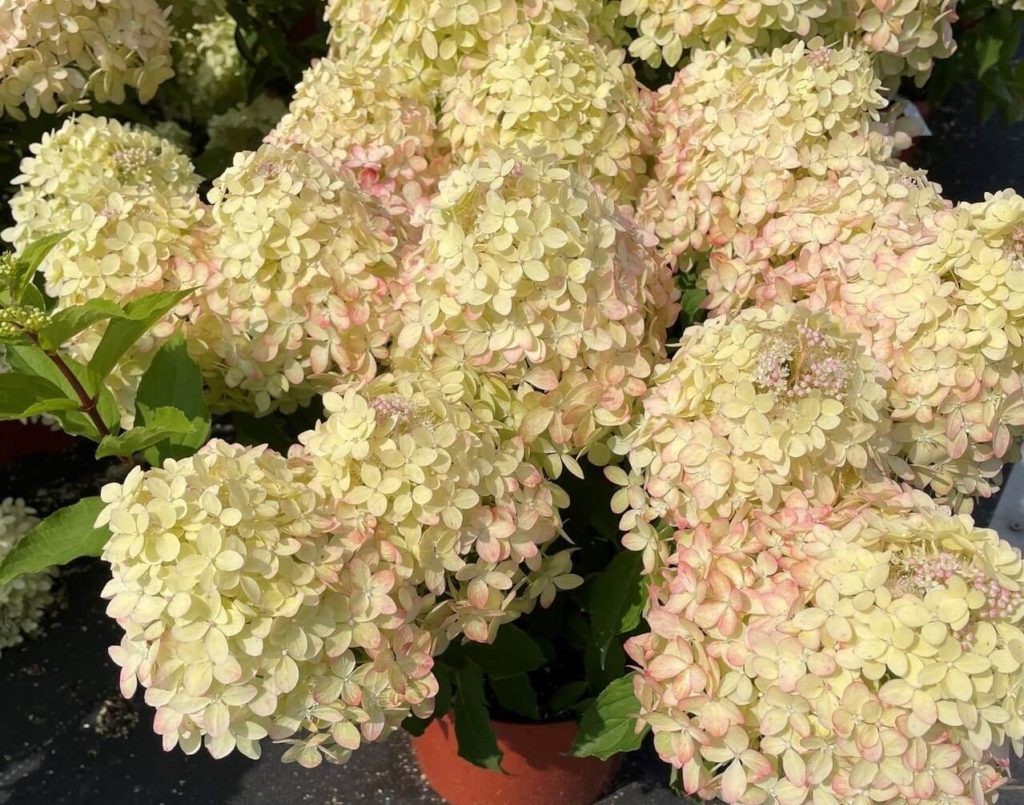 Гортензия метельчатая «XS-Light»