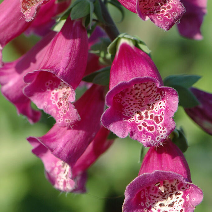 Наперстянка (Digitalis) «Virtuoso Red»