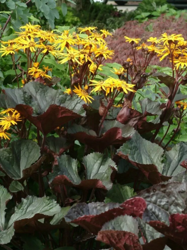Бузульник зубчатый (Ligularia dentata)      'Midnight Lady'