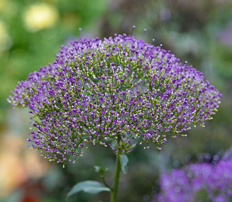 Трахелиум синий         «Devotion purple»