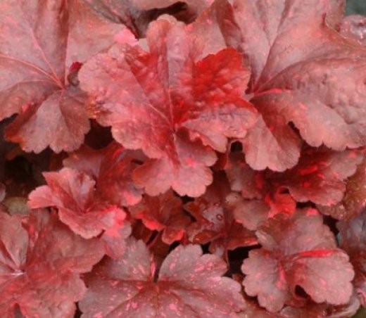 Гейхера (Heuchera) «Galaxy»