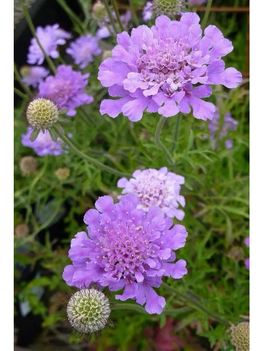 Скабиоза голубиная (Scabiosa columbaria) "Blue Note"