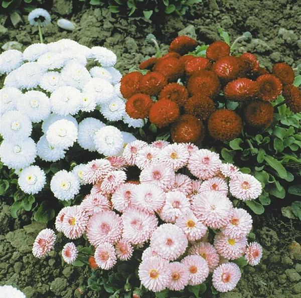 Маргаритка (Bellis)