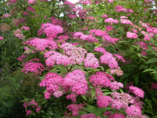 Спирея японская (Spiraea japonica)Magnum Rose “Brolanspi”
