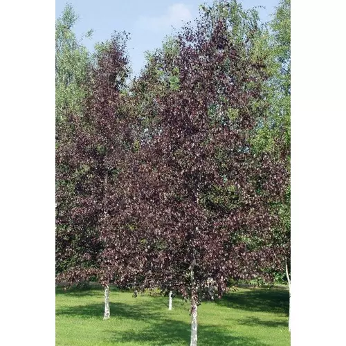 Берёза повислая (Betula pendula) “Purpurea”