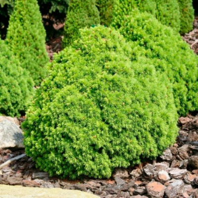 Ель сизая (Picea glauca) “Alberta Globe”