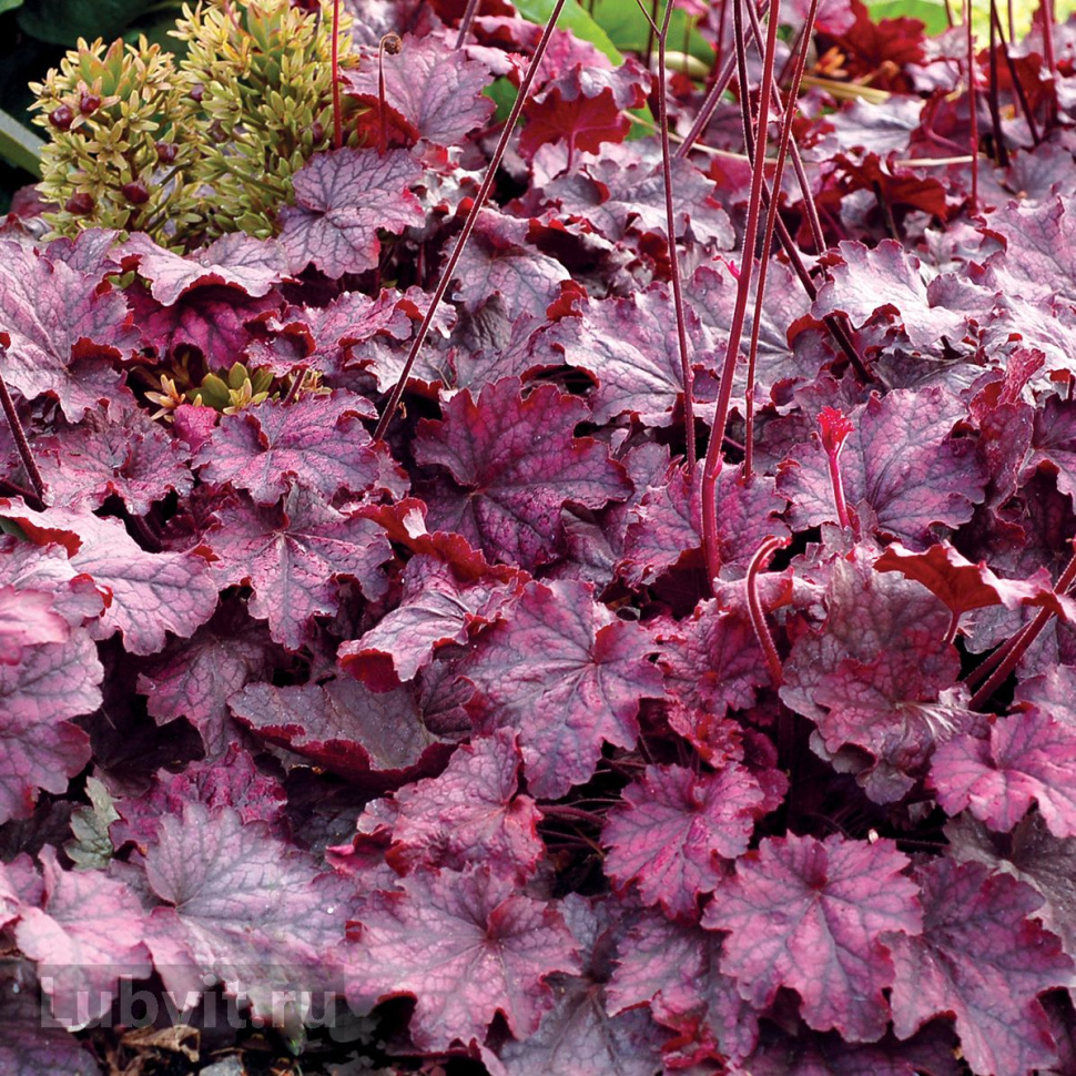 Гейхера (Heuchera) «Midnight Bayou»