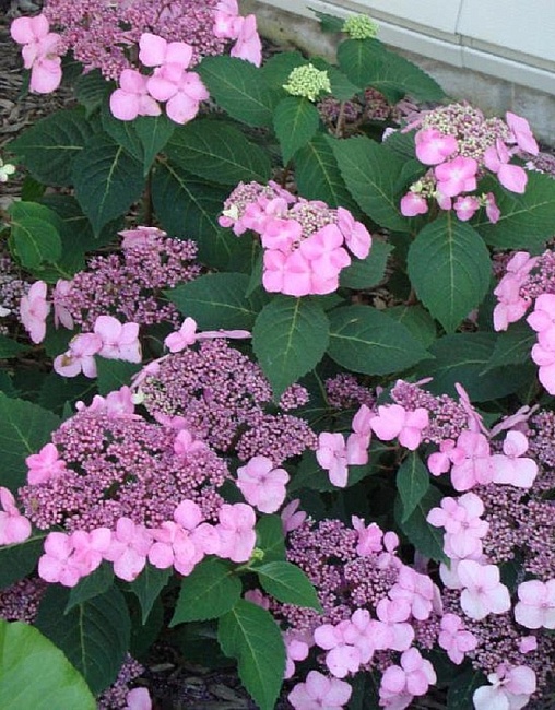 Гортензия крупнолистная (Hydrangea macrophylla)  Endless Summer “Twist and Shout”