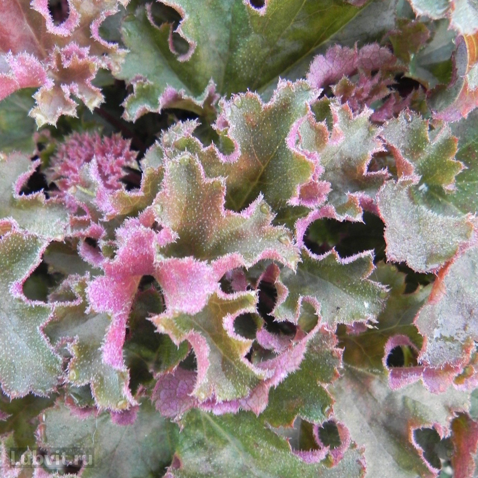 Гейхера (Heuchera) «Crimson Curls»