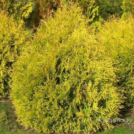 Туя западная "Rheingold"(Thuja occidentalis)