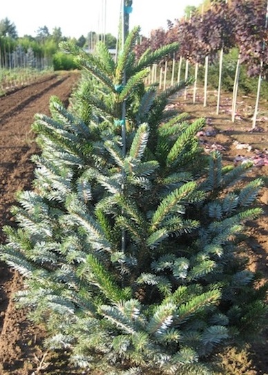 Ель двуцветная (Биколор)