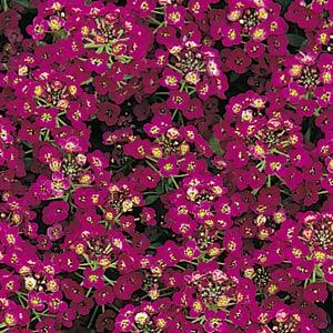 Алиссум морской(Lobulariamaritima)«Bonnet Violet»