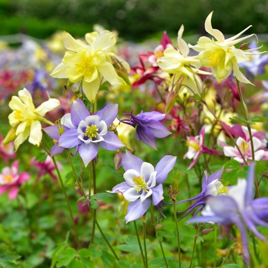 Аквилегия (Aquilegia) «Columbina»