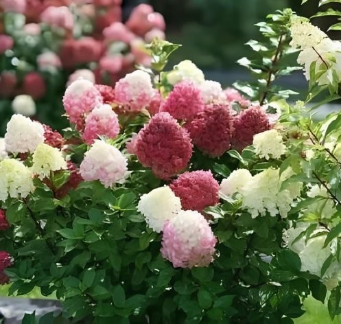 Гортензия метельчатая "Little Lime Punch"