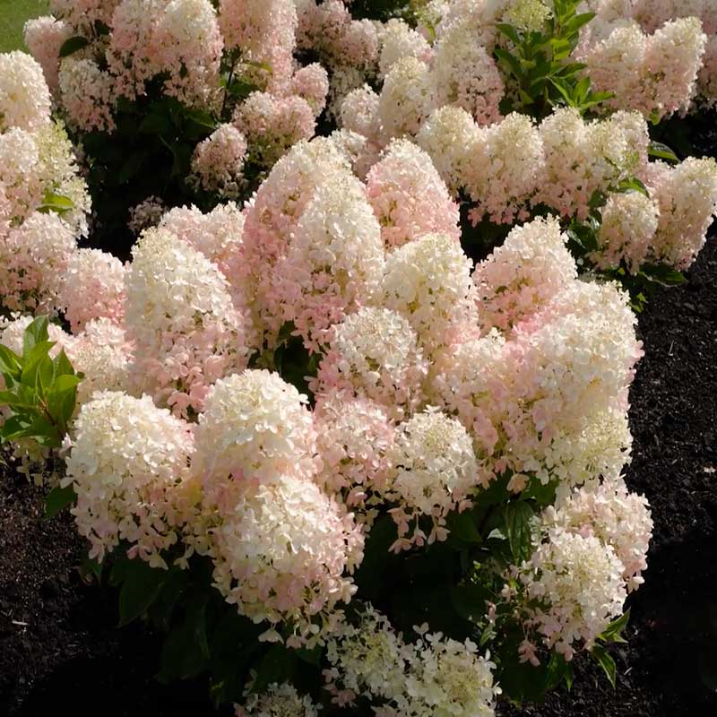 Гортензия метельчатая «Milk & Honey»