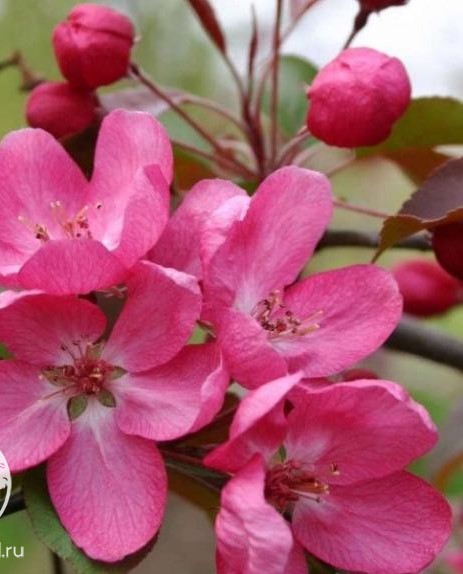 Яблоня декоративная (Malus)                       «Fryderyk Chopin»