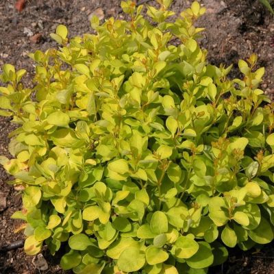 Барбарис Тунберга (Berberis thunbergii) “Minor”
