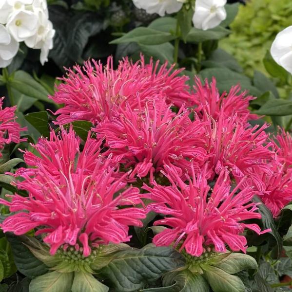 Монарда (Monarda) «Pardon My Pink»