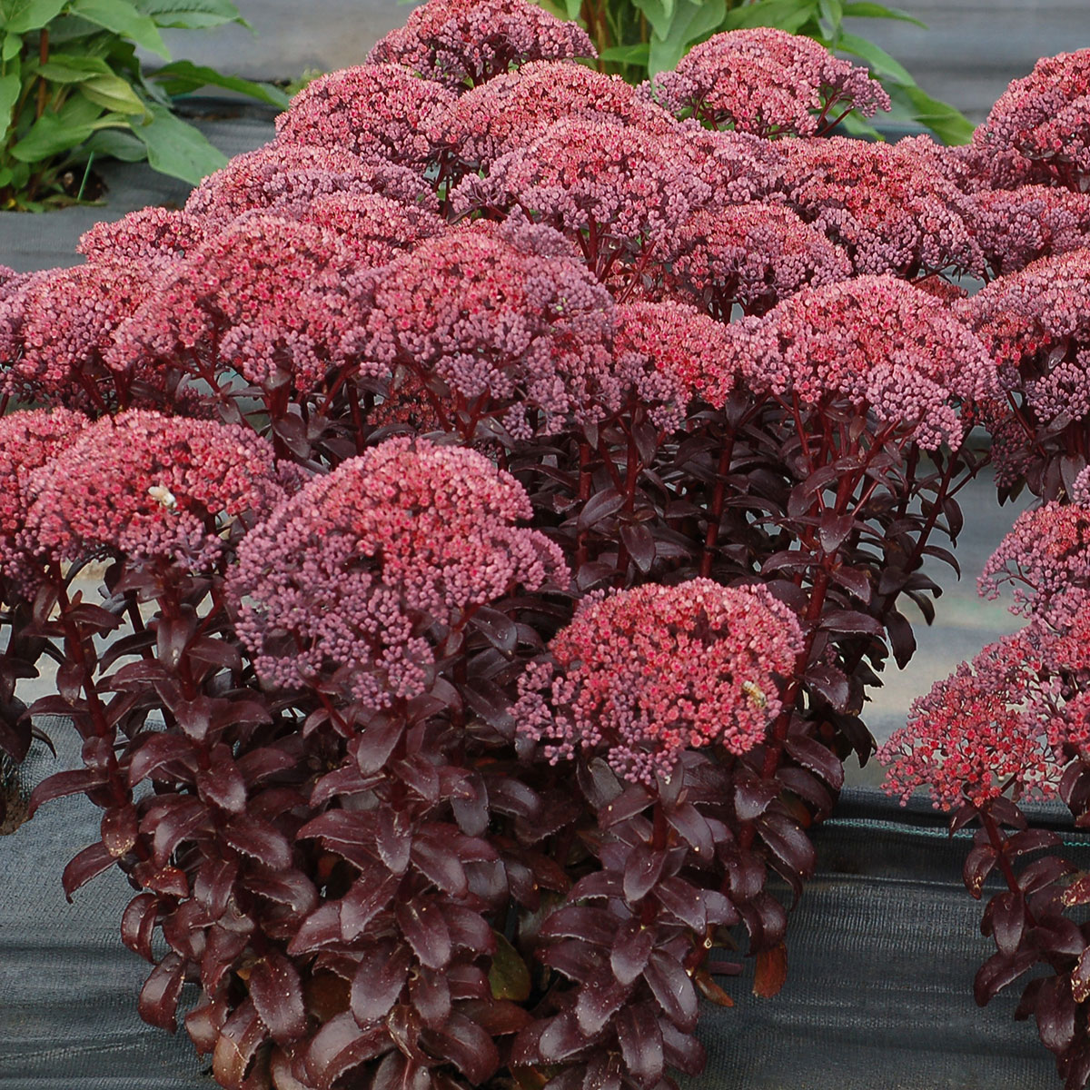 Очиток (Sedum)            `Dark Magic`