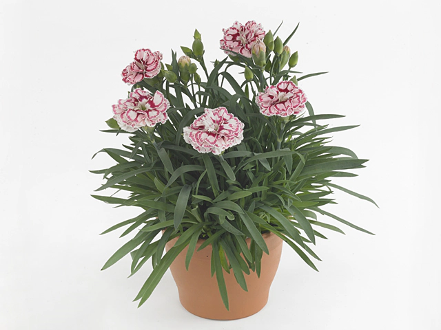 Гвоздика "Capitan Marco"