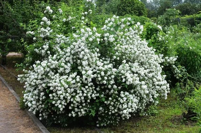 Чубушник короткокистевой (Philadelphus brachybotrys)