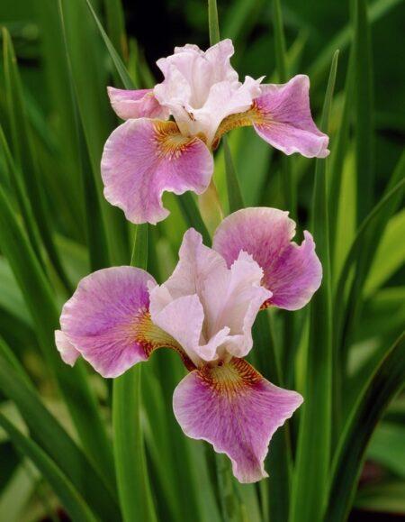 Dance Ballerina Dance