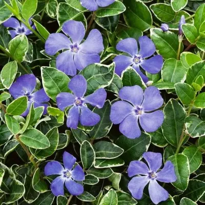 Барвинок малый (Vinca minor) «Ralph Shugert»