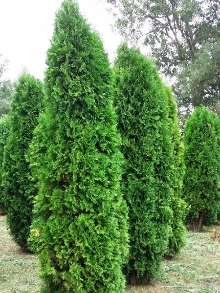 Туя западная (Thuja occidentalis) "Columna"