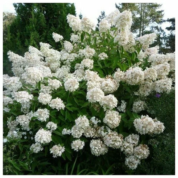 Гортензия метельчатая "Grandiflora" ком 