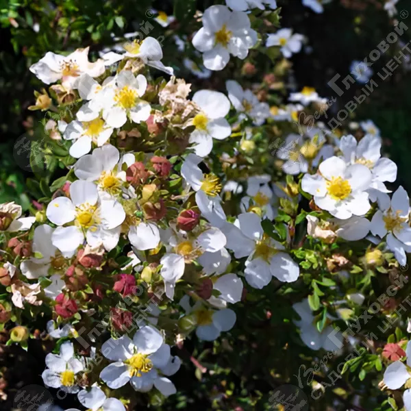 Лапчатка кустарниковая (Potentilla fruticosa) 'Bella Bianca'