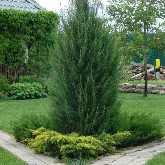 Можжевельник китайский (Juniperus chinensis)  Obelisk