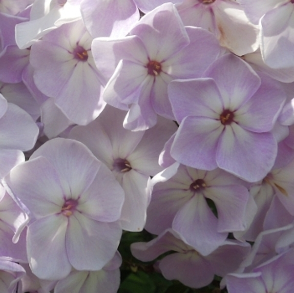 Сиреневый туман