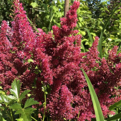 Mighty Chocolate Cherry