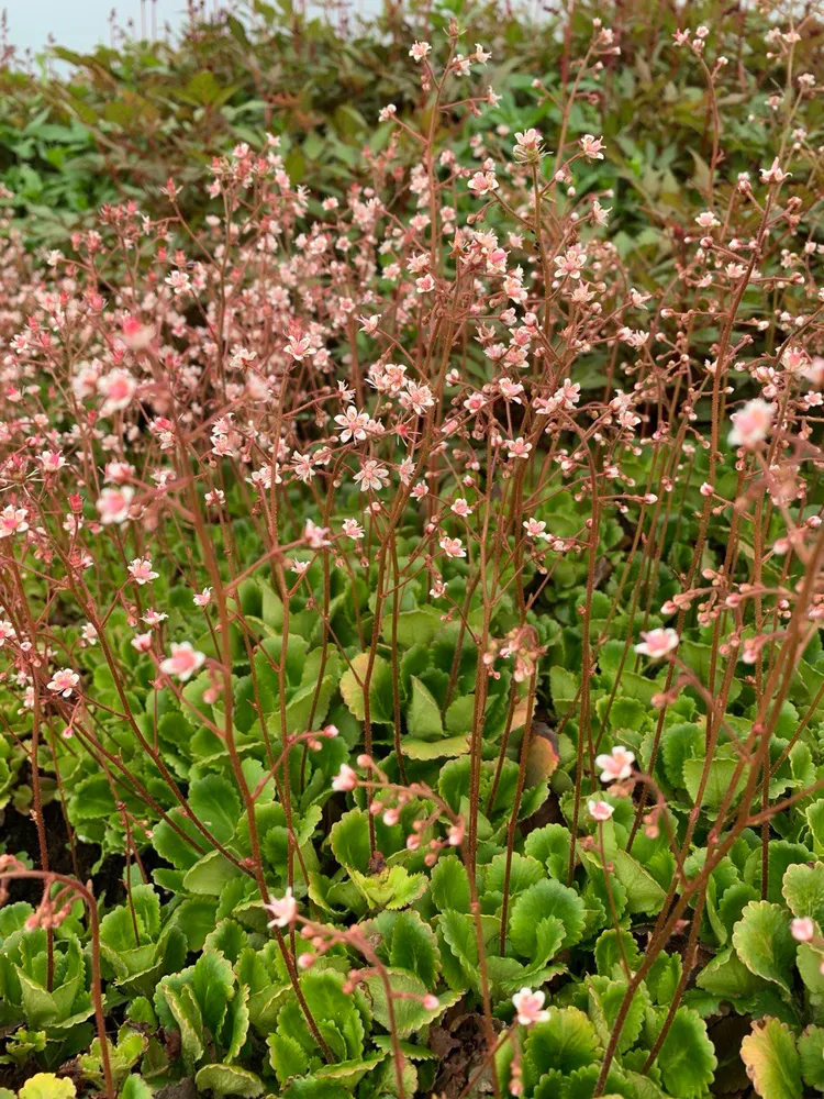 Камнеломка теневая (Saxifraga umbrosa)