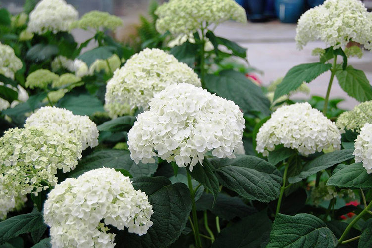 Гортензия древовидная (Hydrangea arborescens)«Strong Annabelle"