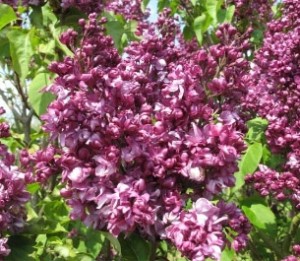 Сирень обыкновенная (Syringa vulgaris) “Миссис Эдвард Хардинг”