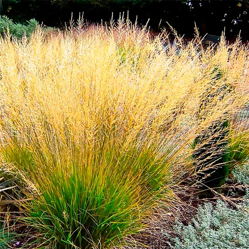 Молиния тростниковая (Fontane)