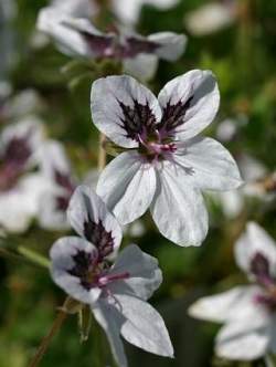 Аистник пятнистый (Erodium guttatum)