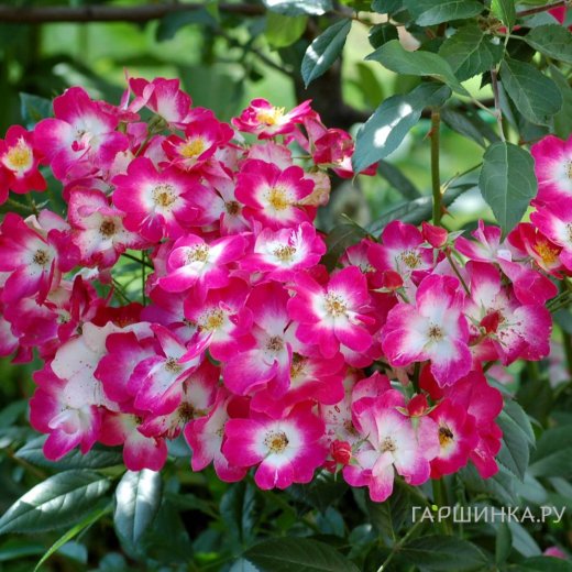 Bukava (мускусная)