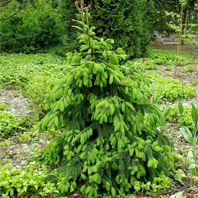 Ель обыкновенная (Picea abies) "Acrocona"