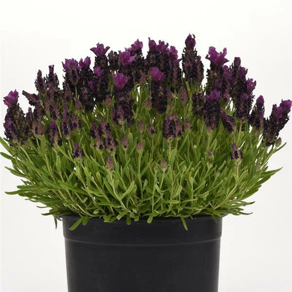Лаванда  (Lavandula) «Bandera Purple Deep»