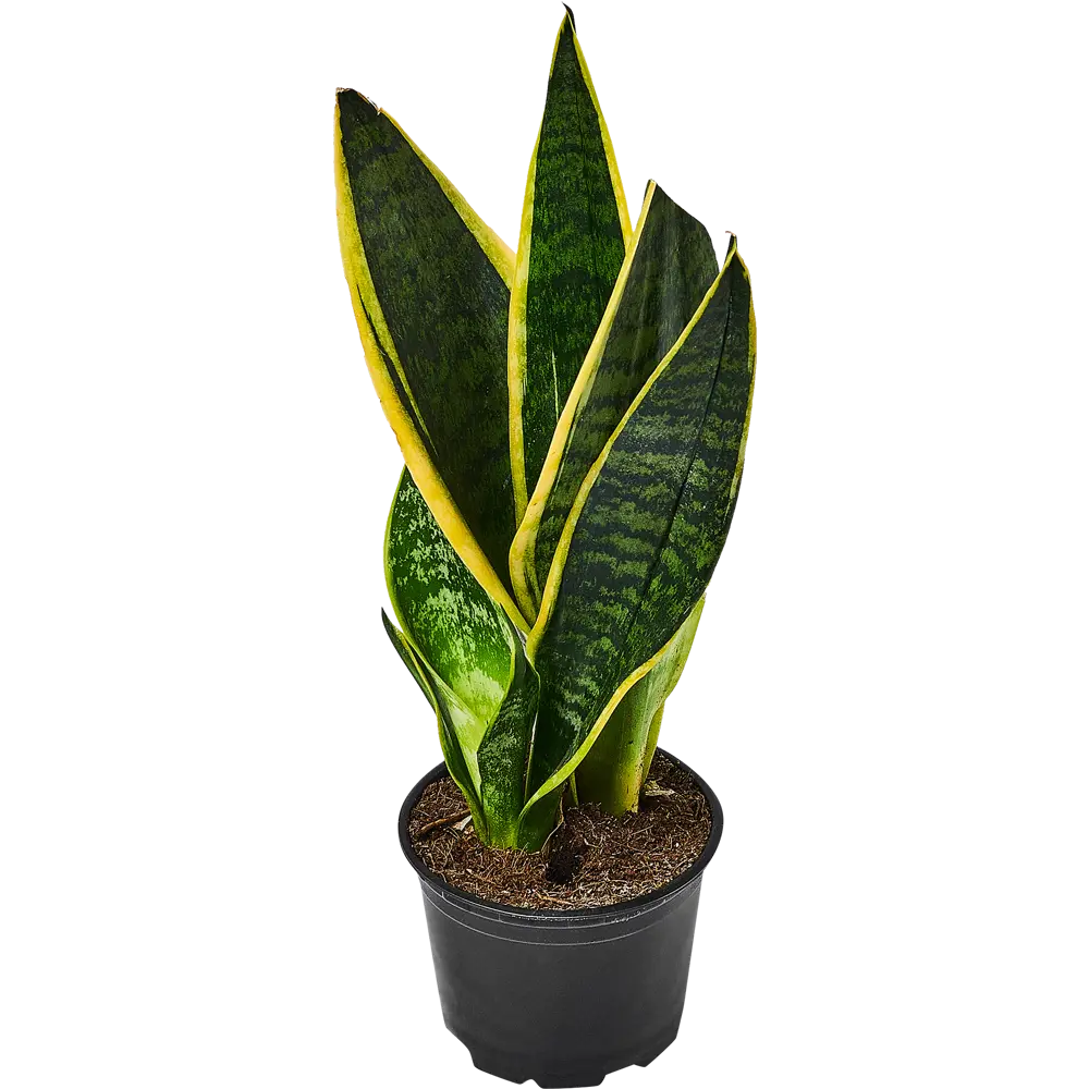 Сансевиерия