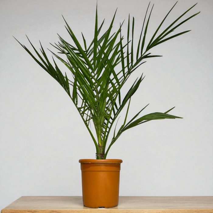 Финик канарский