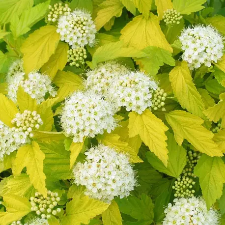 Пузыреплодник калинолистный (Physocarpus opulifolius)                       "Luteus"