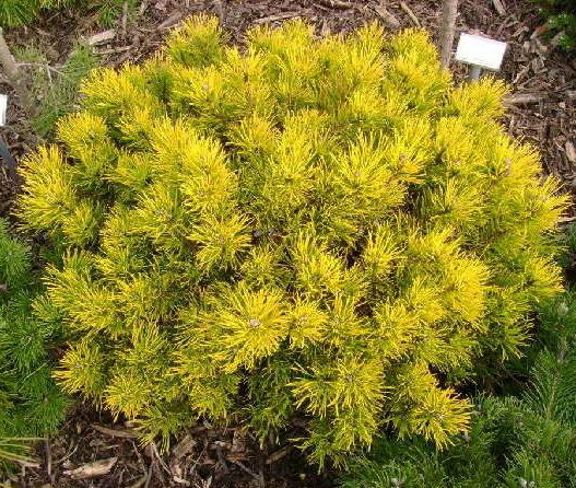 Сосна горная (Pinus mugo) 'Mops Gold Aurea'