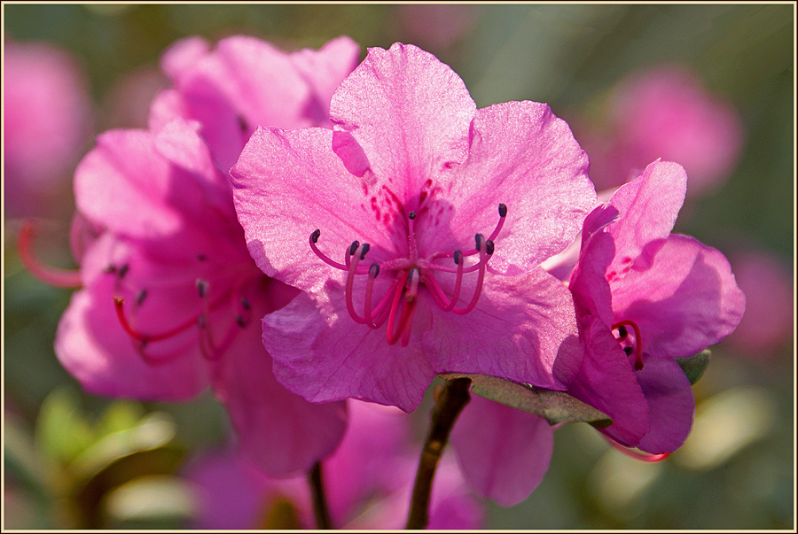 Сихотинский (маральник)