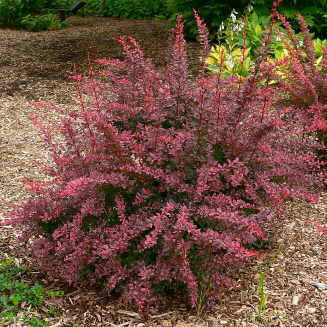 Барбарис Тунберга (Berberis thunbergii) “Rose Glow”